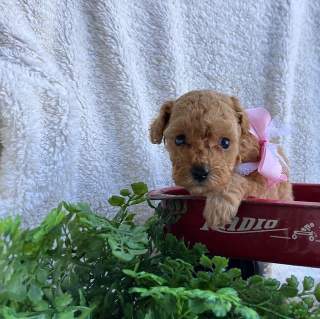 Feeby - Toy Poodle Female