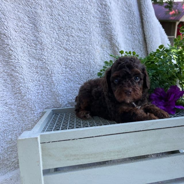 Fran - Toy Poodle Female