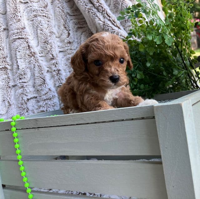 Nike - Toy Poodle Male