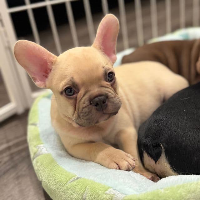 Tut - French Bulldog Male