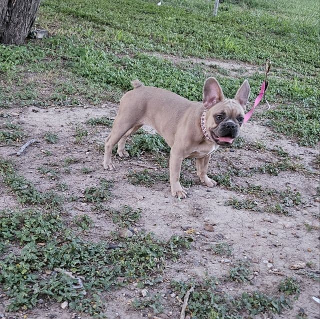 Ellie - French Bulldog Female