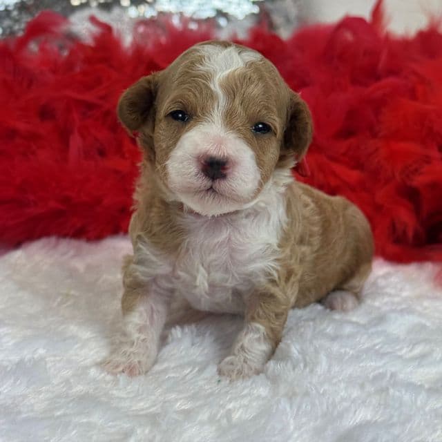 Molly's Red Boy - Maltipoo Male