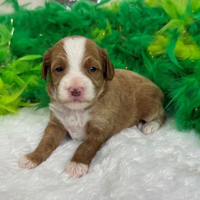 Molly's Green Boy - Maltipoo Male