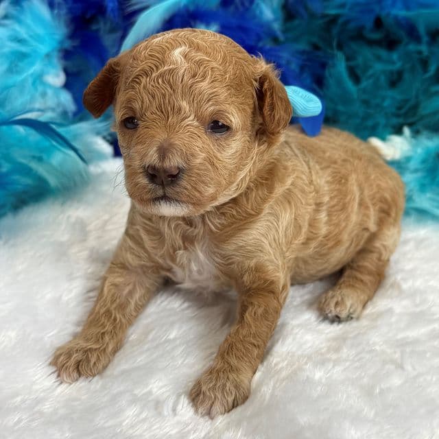 Molly MP Turquoise Girl - Maltipoo Female