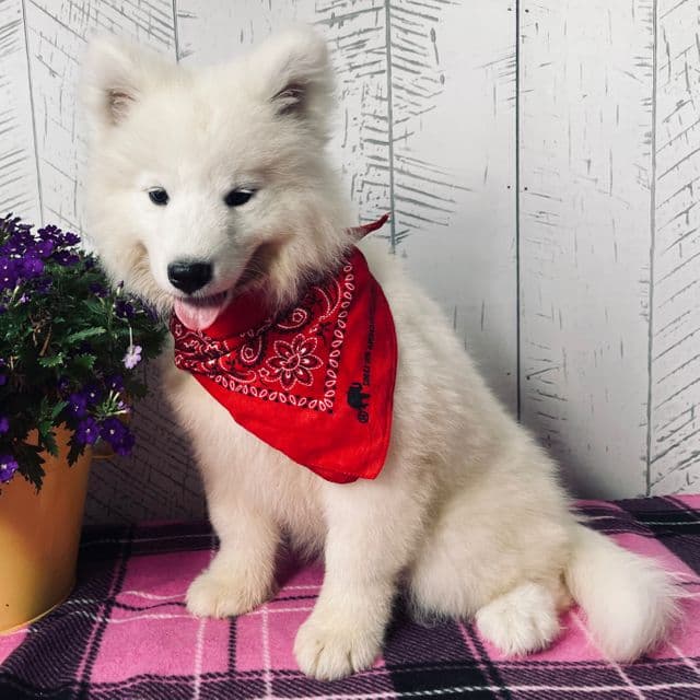 Bonnie - Samoyed Female