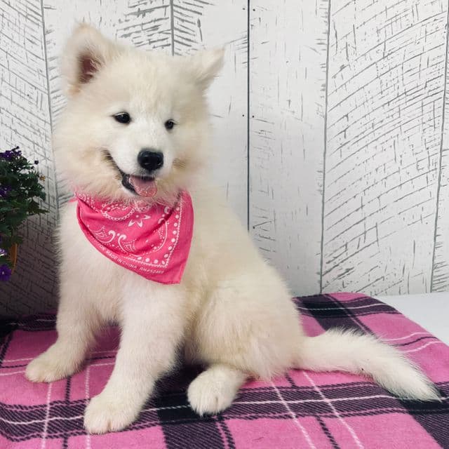 Perla - Samoyed Female