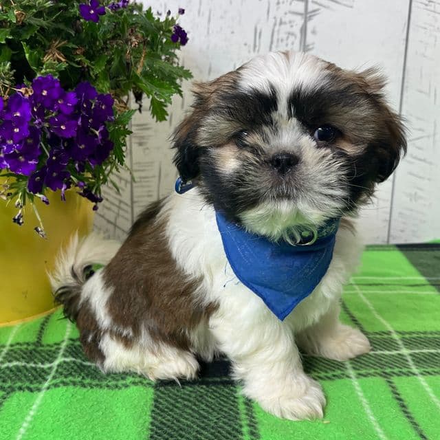 Brutus - Shih Tzu Male