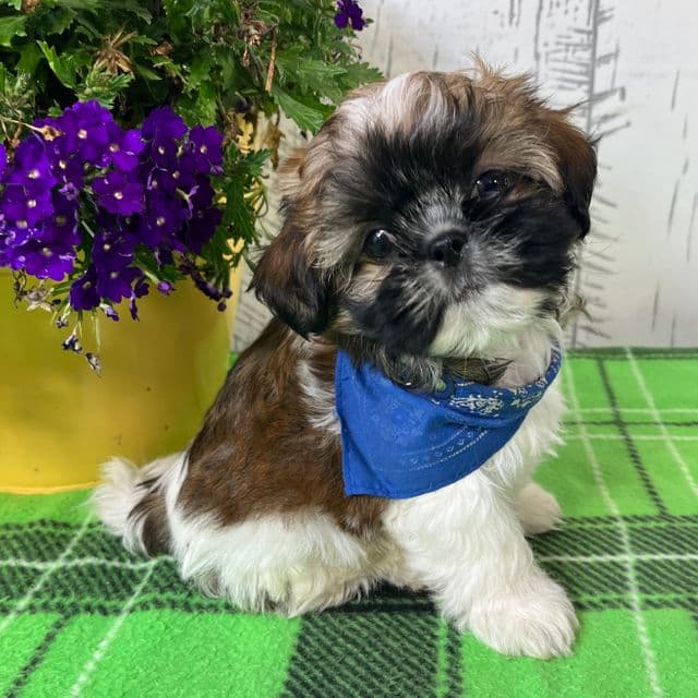 Dexter - Shih Tzu Male