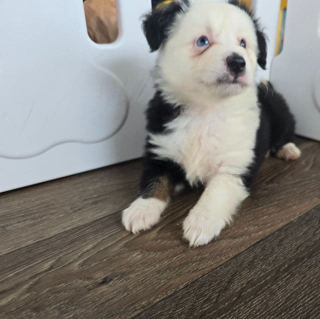 Ryder  - Australian Shepherd Male