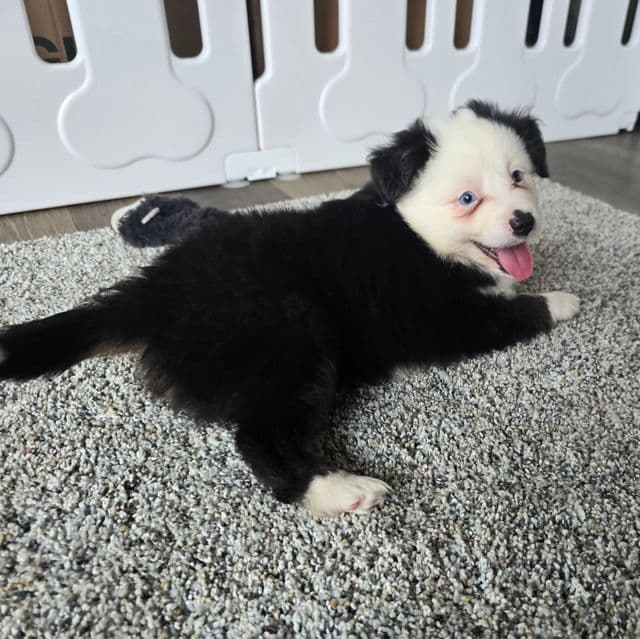 Ryder  - Australian Shepherd Male