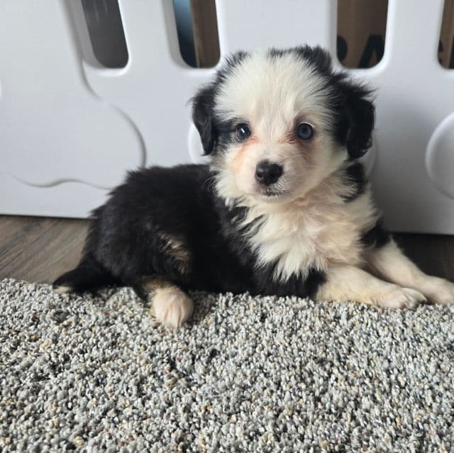 Rosco  - Australian Shepherd Male