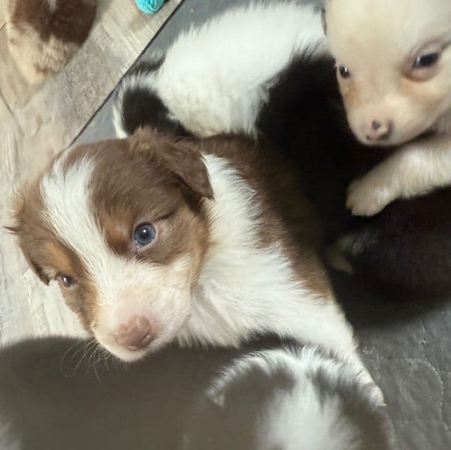 Julia - Australian Shepherd Female