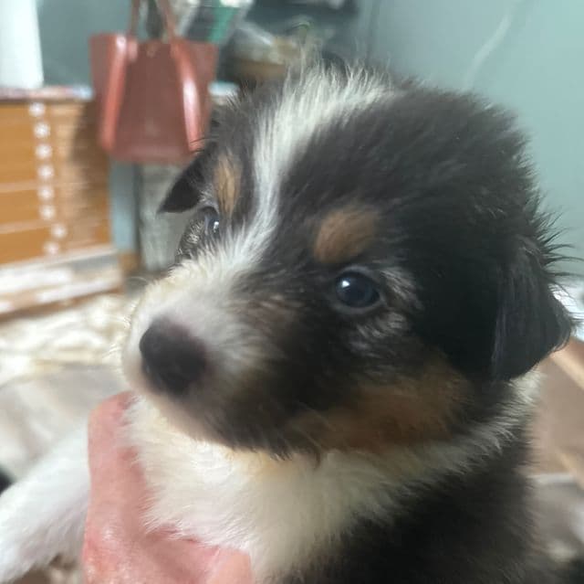 Jason - Australian Shepherd Female