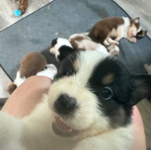 Jenny - Australian Shepherd Female