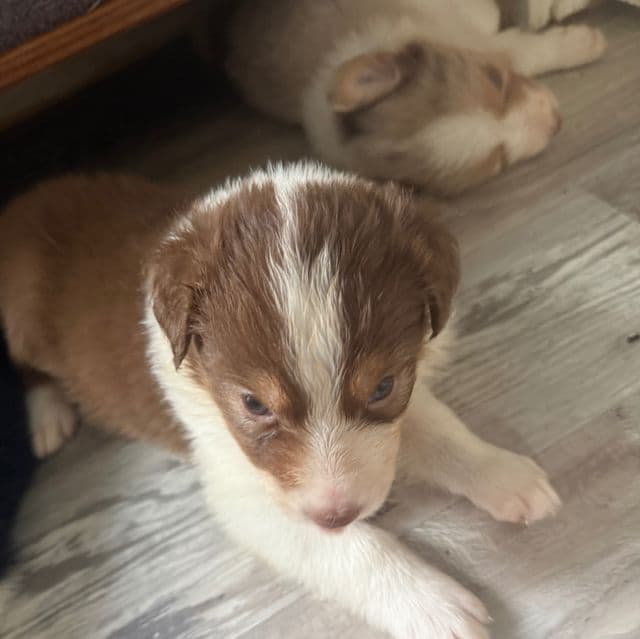 Justin - Australian Shepherd Male