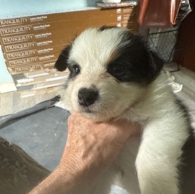 Jillian - Australian Shepherd Female