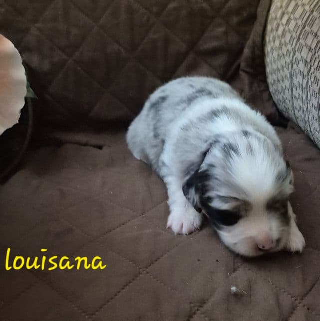 Louisana - Australian Shepherd Female