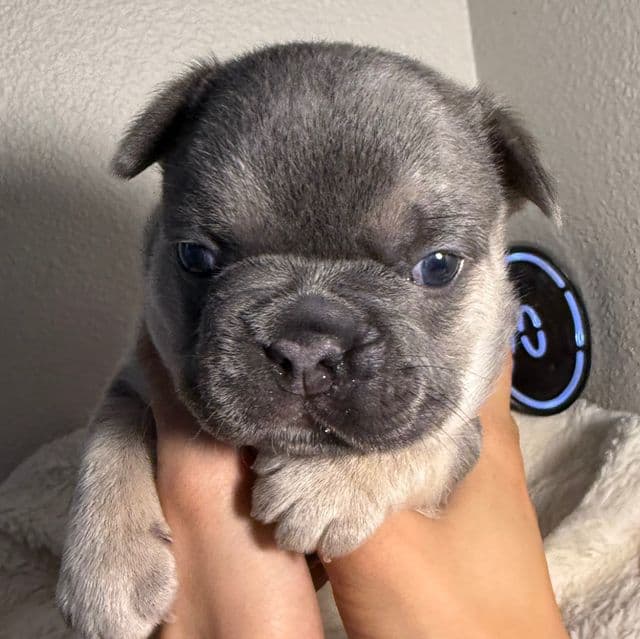 Gordo - French Bulldog Male
