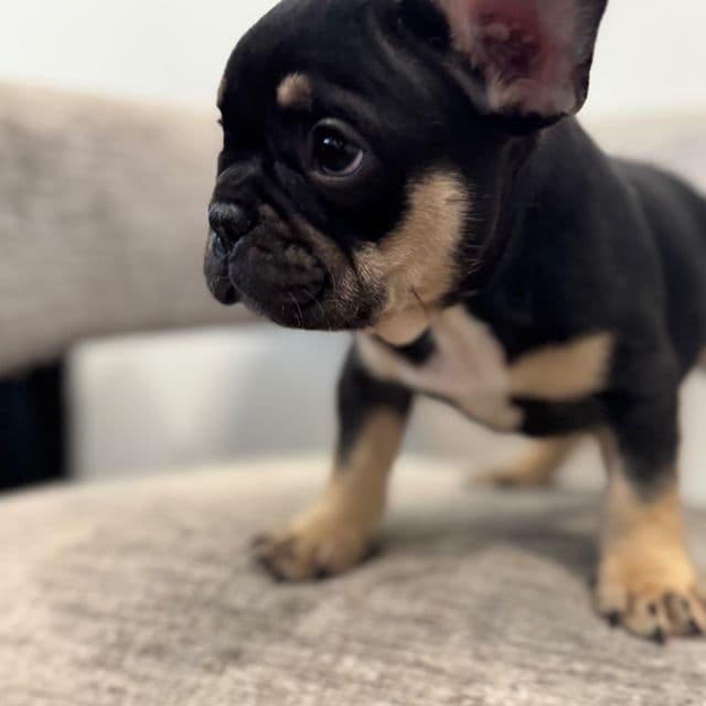 Keith - French Bulldog Male