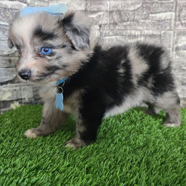 Jasper - Australian Shepherd Male
