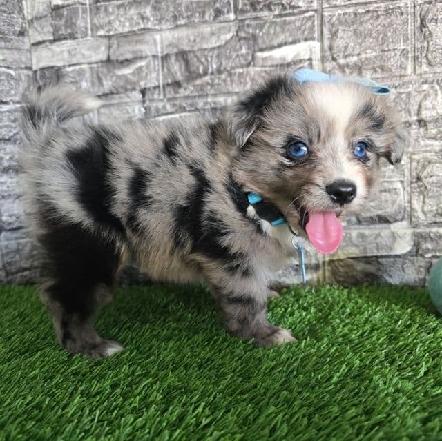 Jasper - Australian Shepherd Male