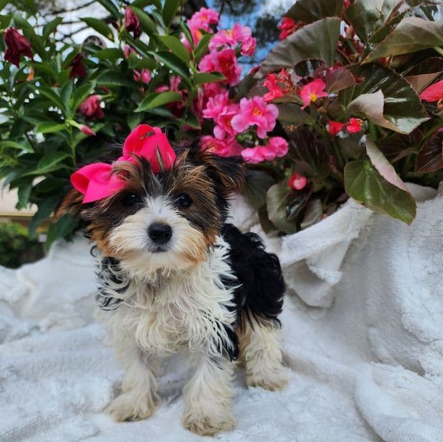 Belle - Yorkshire Terrier Female