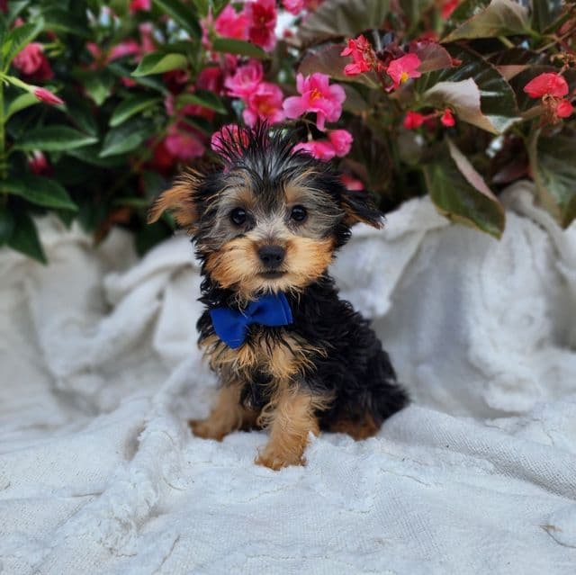 Trevor - Yorkshire Terrier Male