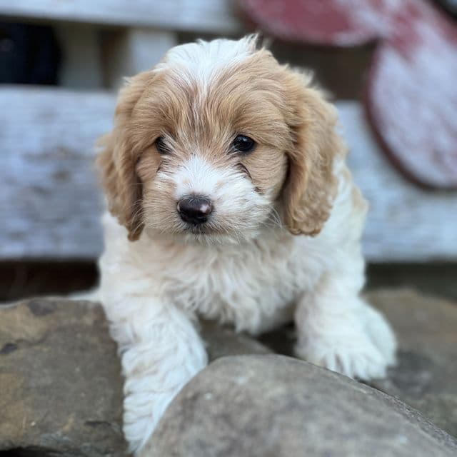 Sassy - Cockapoo Female