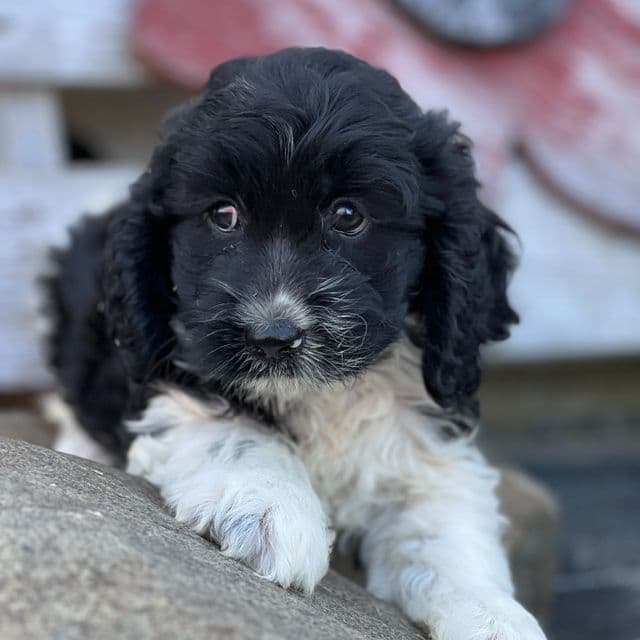 Simba - Cockapoo Male