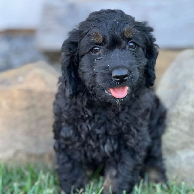Smokey - Cockapoo Male