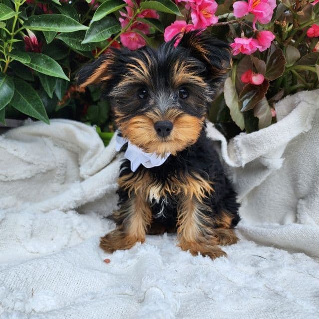 Timber - Yorkshire Terrier Male