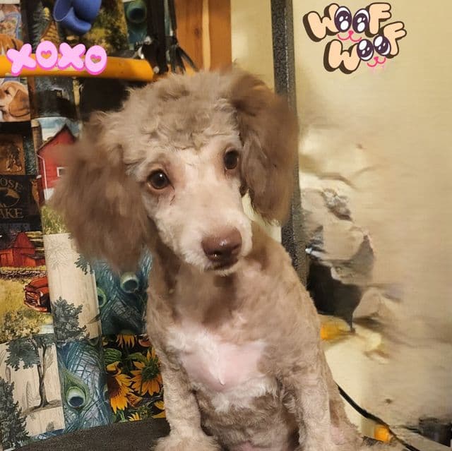 Toto - Havapoo Male
