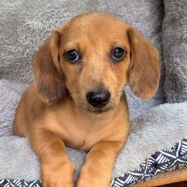 Baby Charlie ~! - Dachshund Male