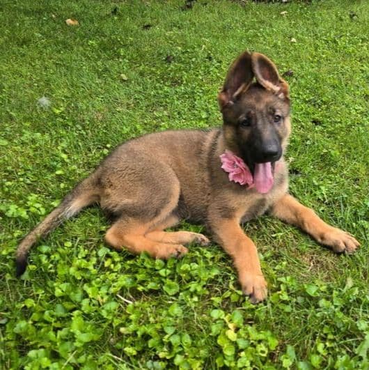 Sunshine - German Shepherd Dog Female