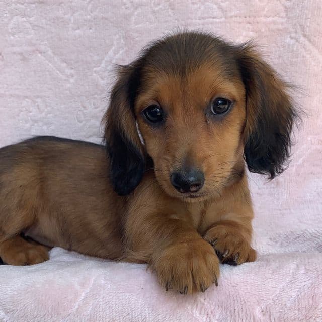 Baby Callie  - Dachshund Female