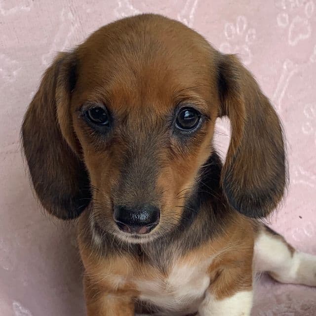 Baby Cleo ~! - Dachshund Female