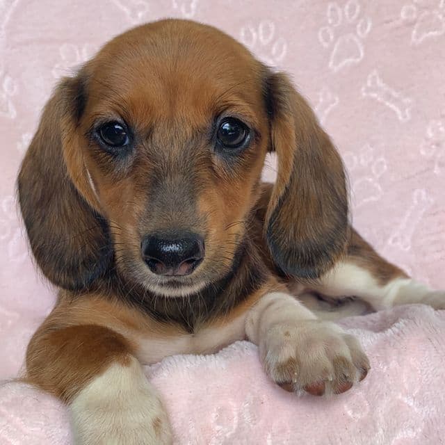 Baby Cleo ~! - Dachshund Female
