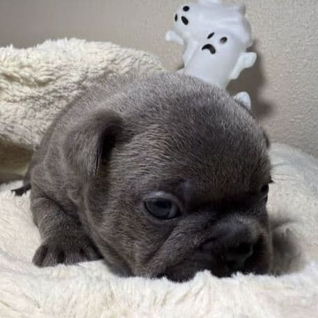 Marlon - French Bulldog Male