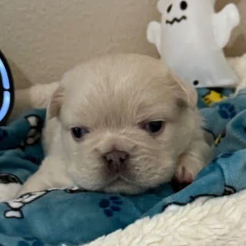 Frost - French Bulldog Male