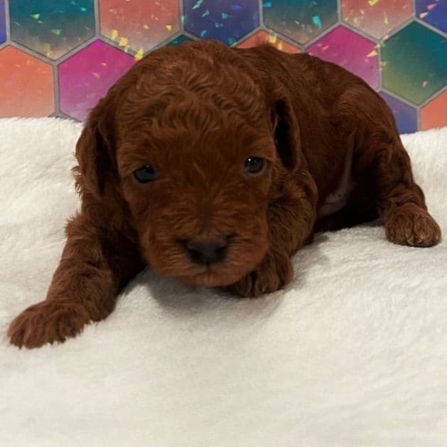 Dasy  - Toy Poodle Female