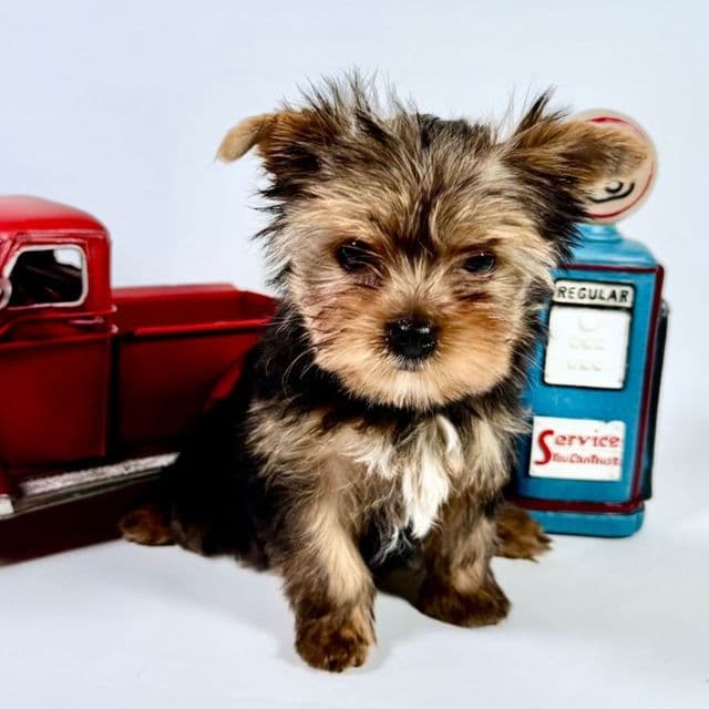 Chelsea - Yorkshire Terrier Female