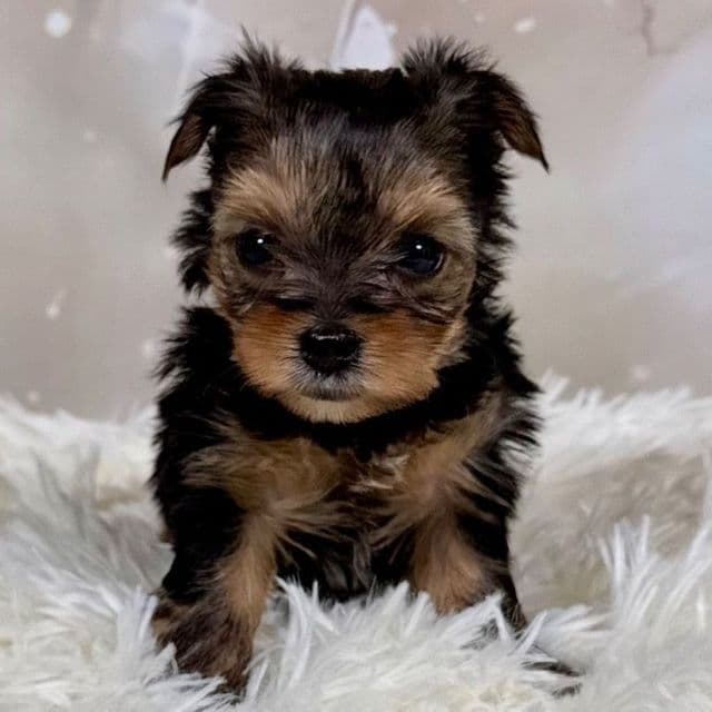 Chloe - Yorkshire Terrier Female