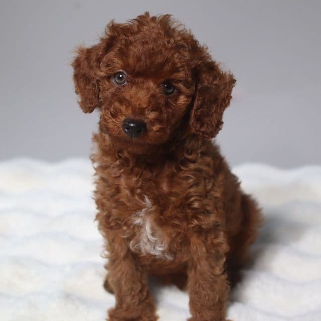 Green eyes Prince - Toy Poodle Male