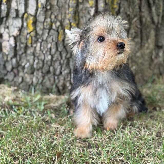 Charlie  - Yorkshire Terrier Male