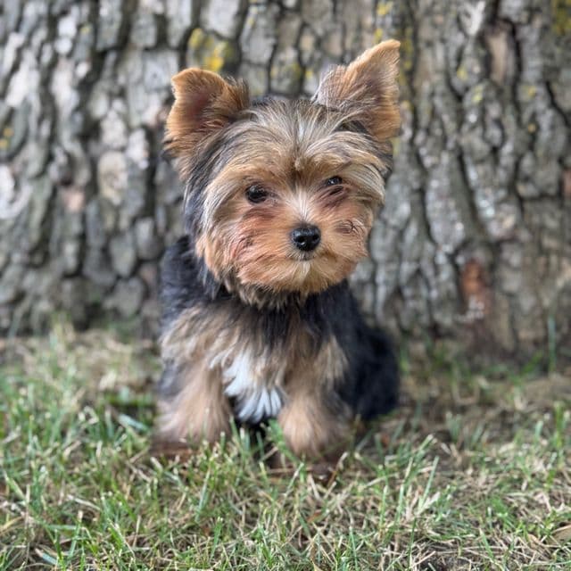 Chelsea - Yorkshire Terrier Female