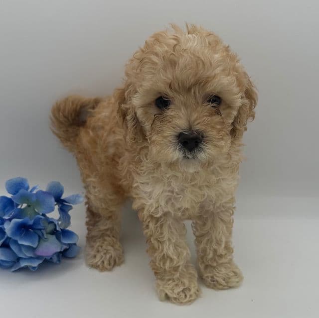 Dak - Cavapoo Male