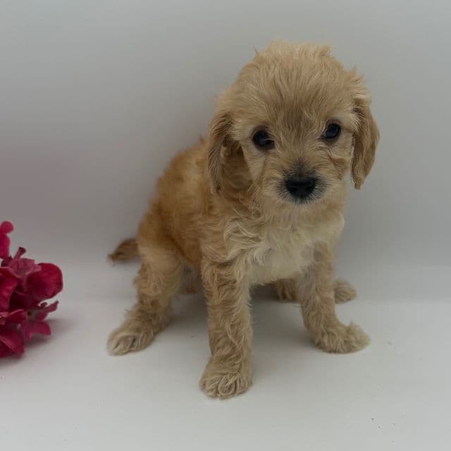 Sophie  - Cavapoo Female