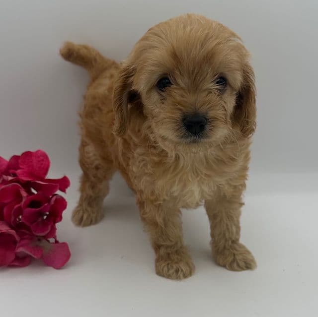 Layla - Cavapoo Female