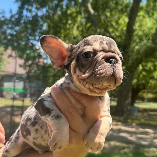 Tucker - French Bulldog Male