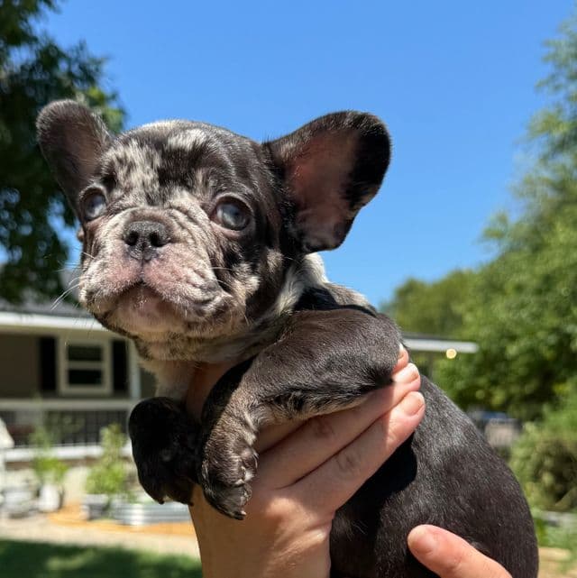 Maggie - French Bulldog Female